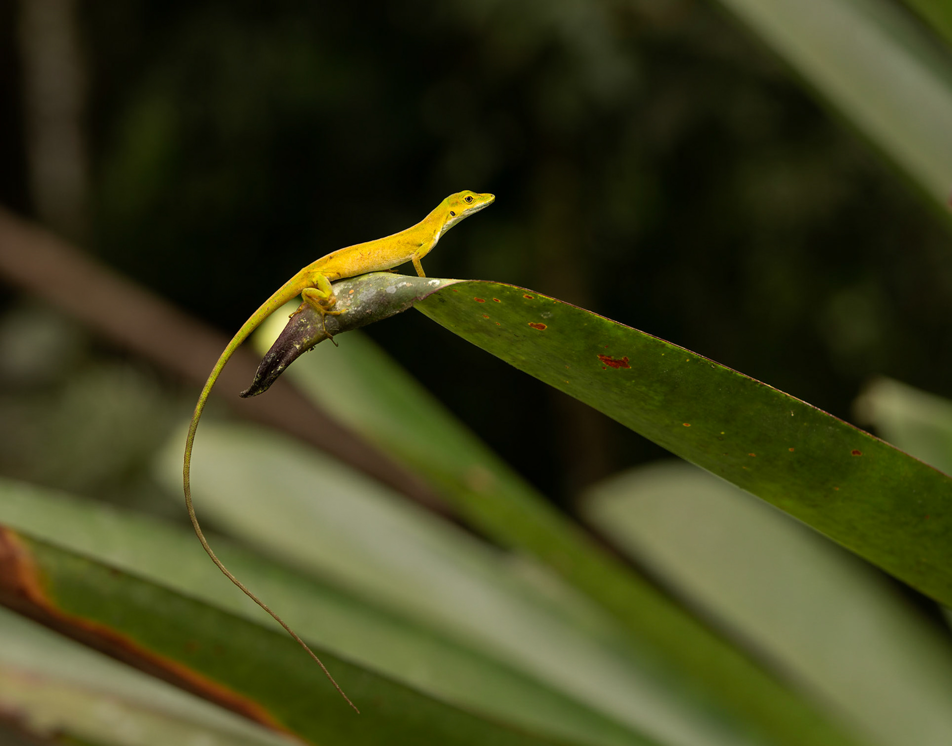 Anole