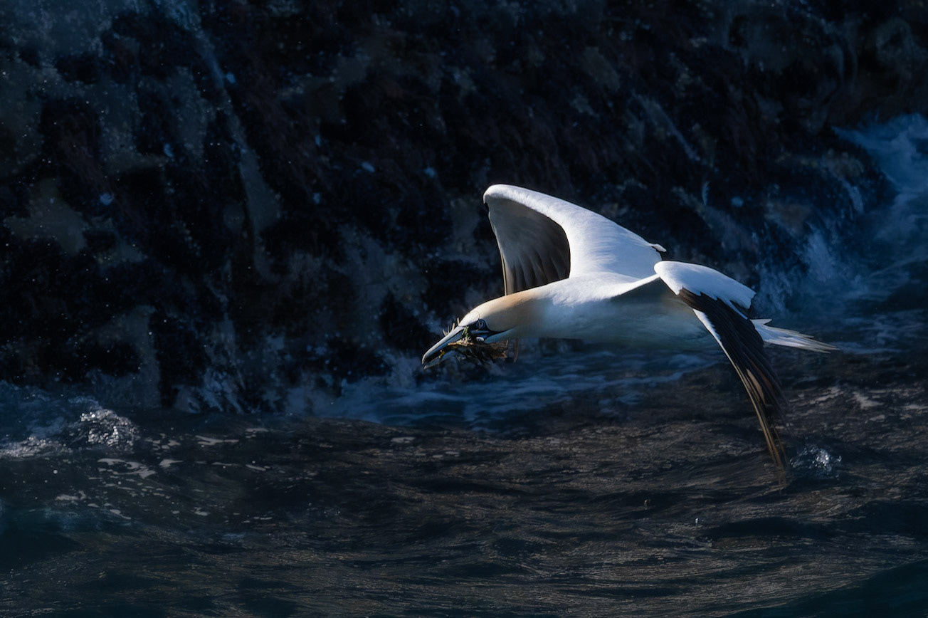 Northern Gannet