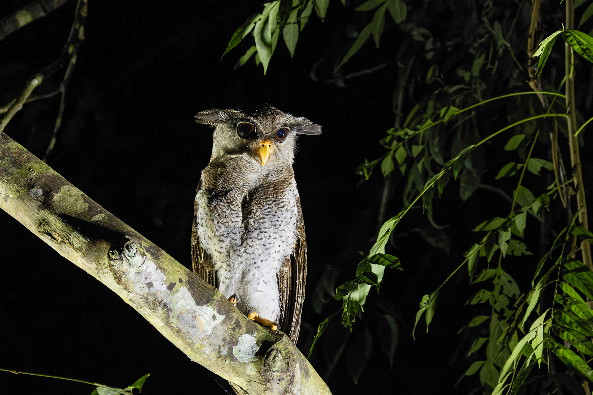 Barred Eagle Owl (Bubo Sumatrans)