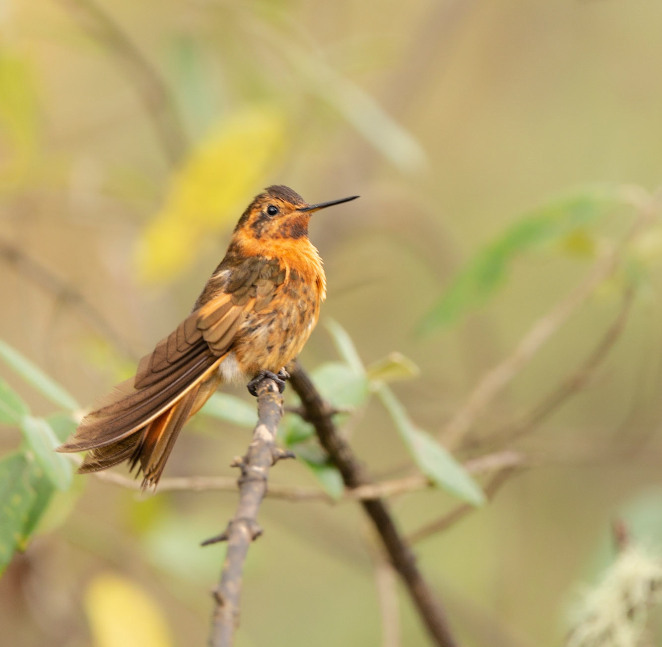 Shining Sunbeam Hummingbird