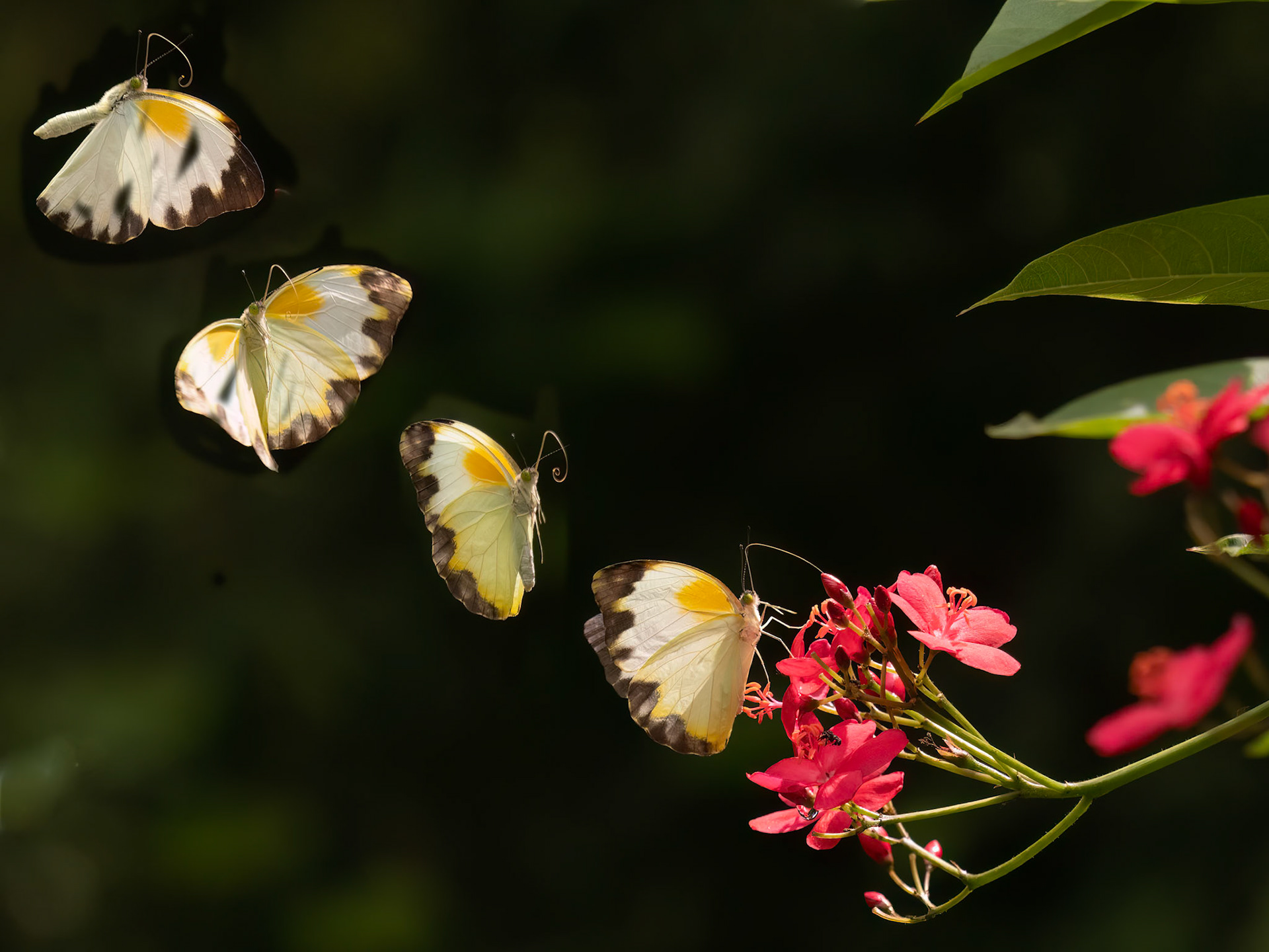 Flight Sequence of large Vagrant