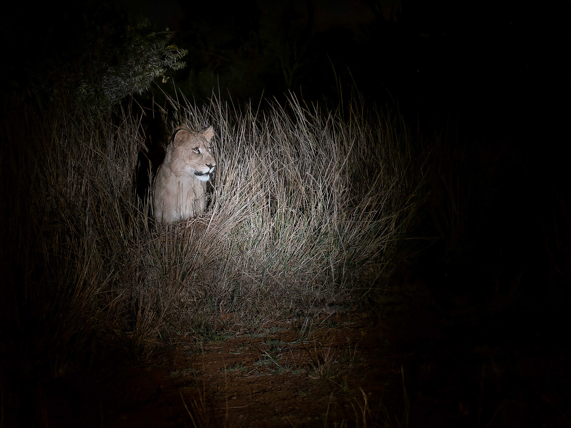 Lioness at night