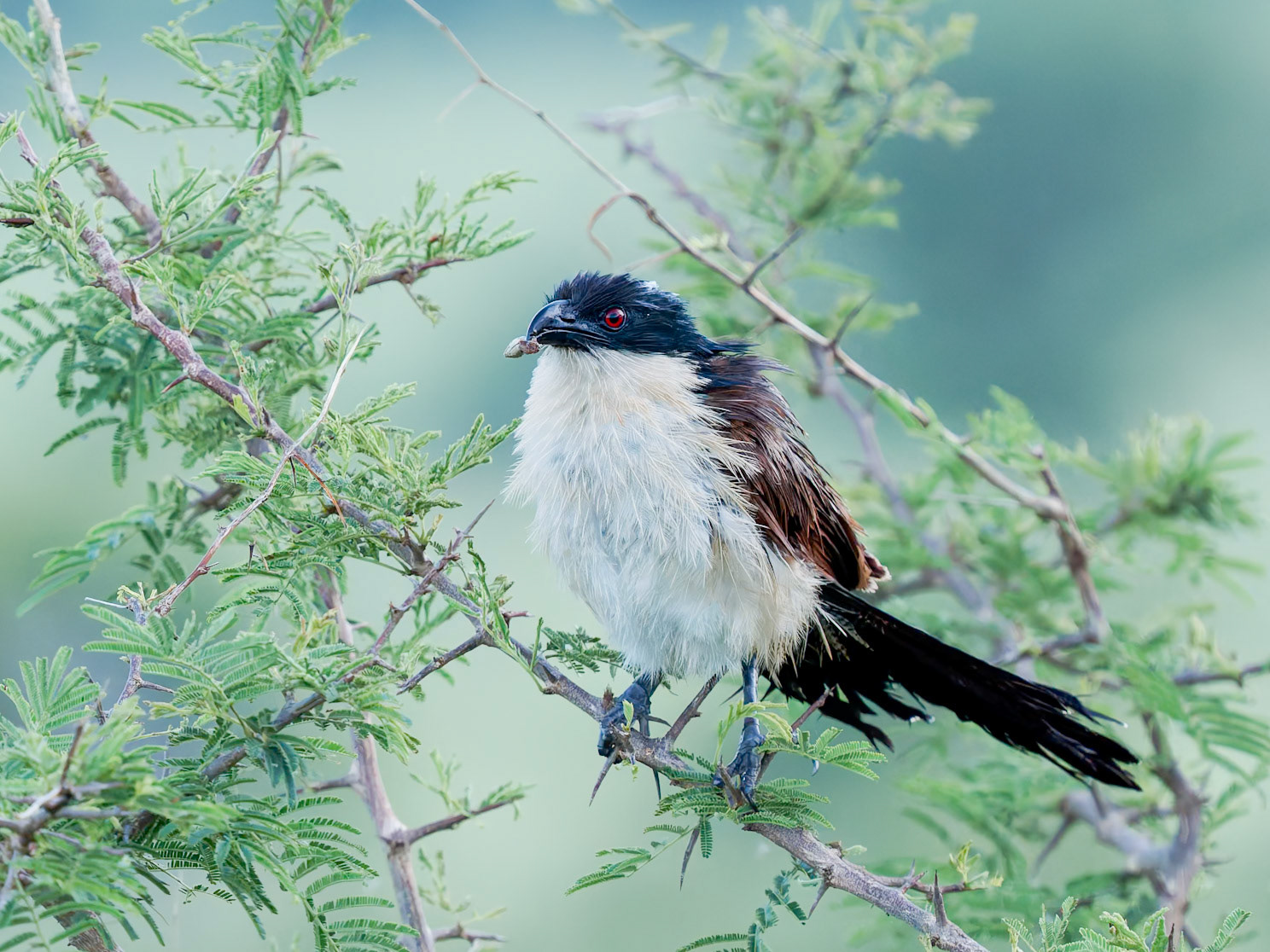 Bushnell'sCoucal