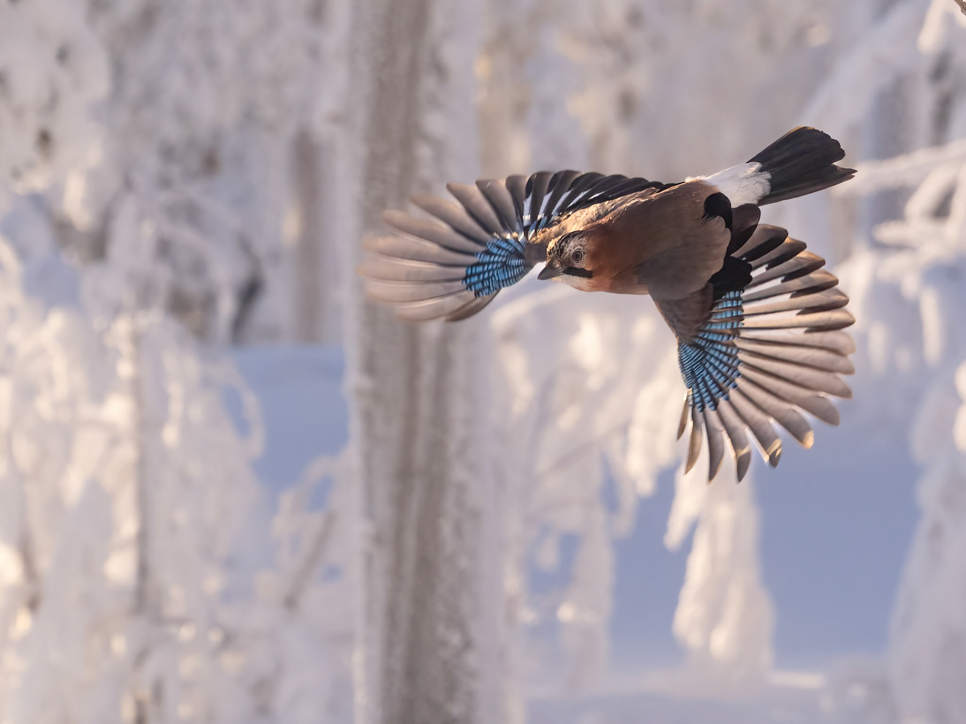 Eurasian Jay
