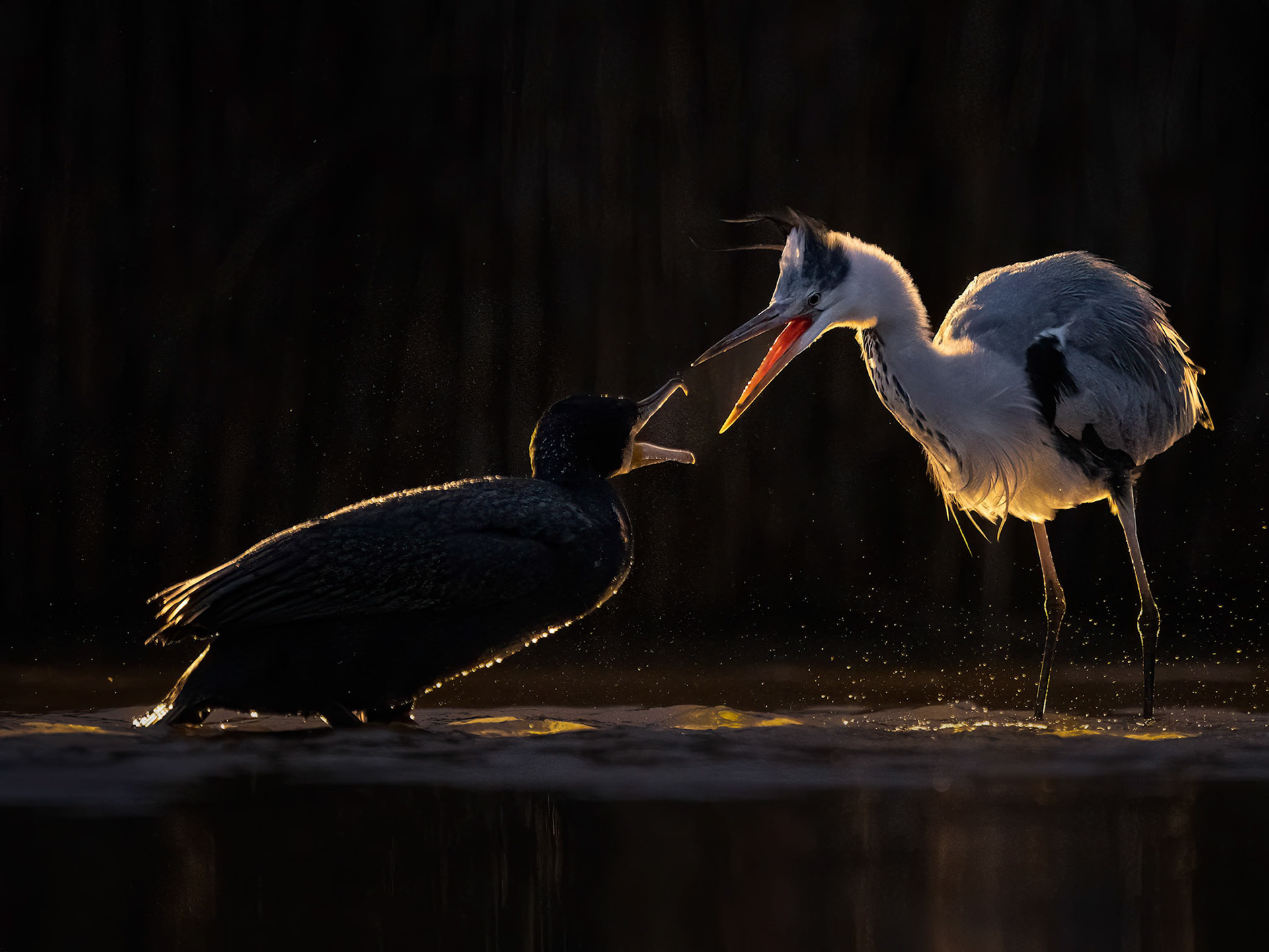 Cormorant versus Heron at night