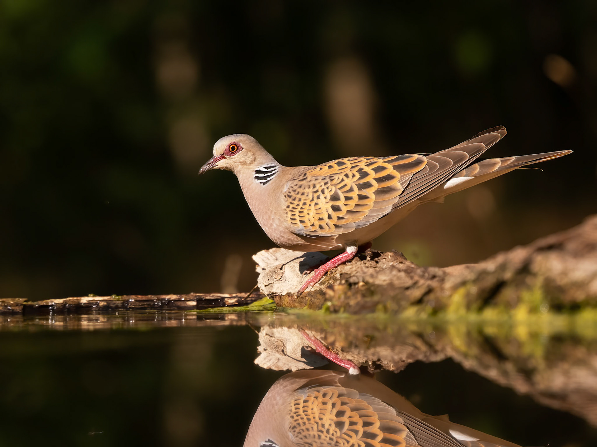Turtle Dove