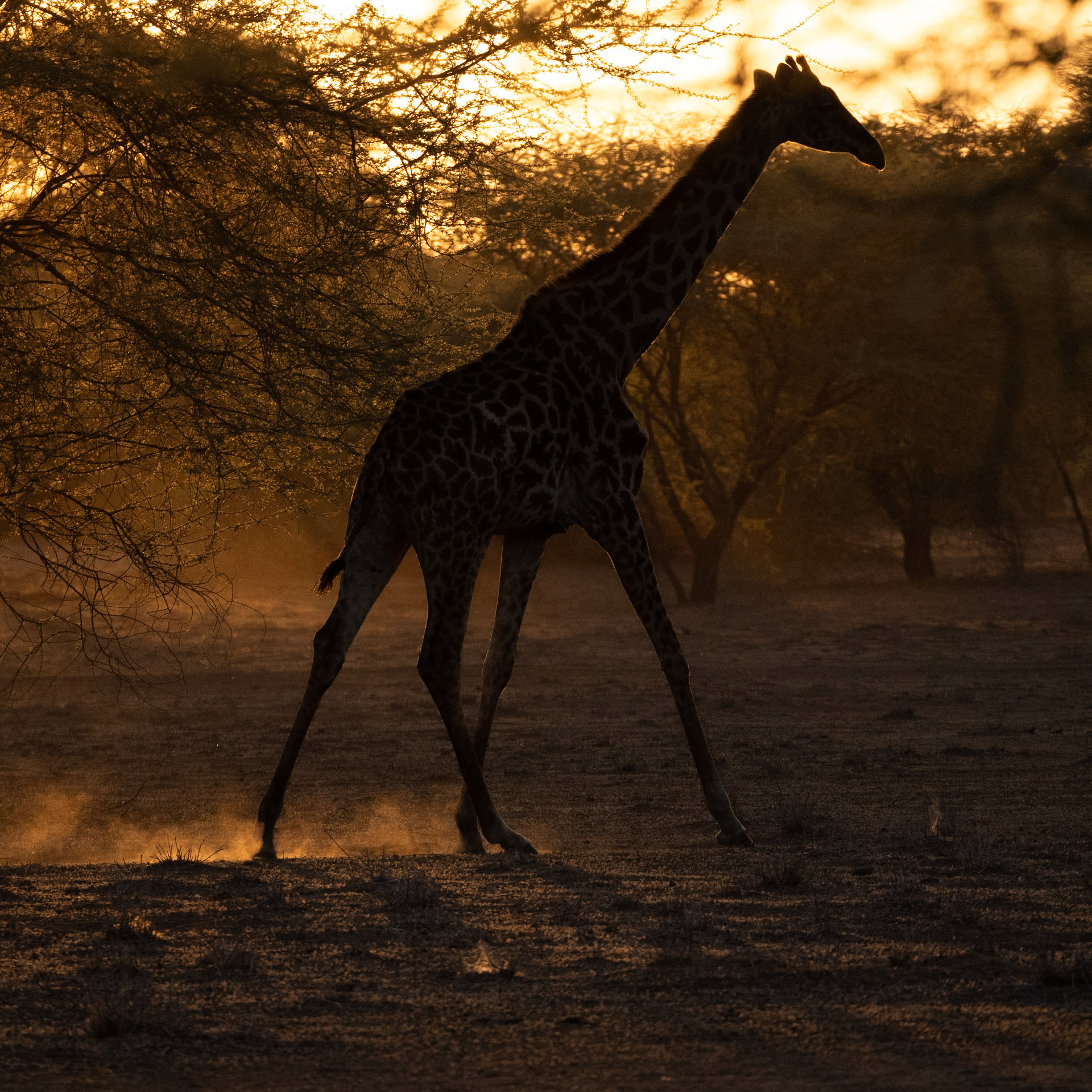 Giraffe at sunrise