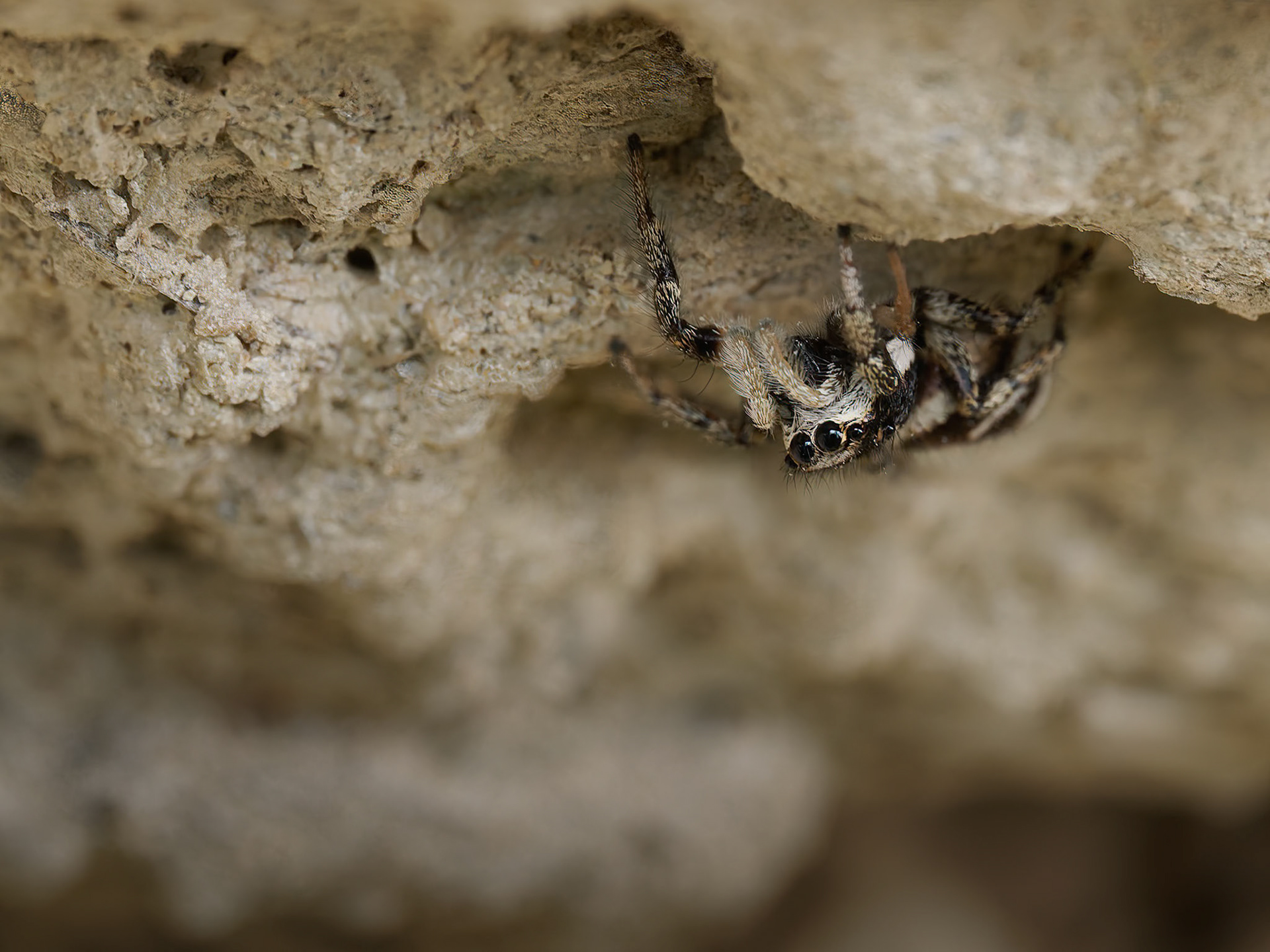 Zebra Jumping Spider