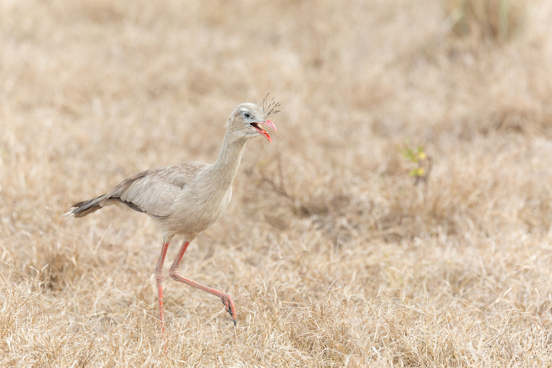 Red- Legged Seriema (Cariama cristata)