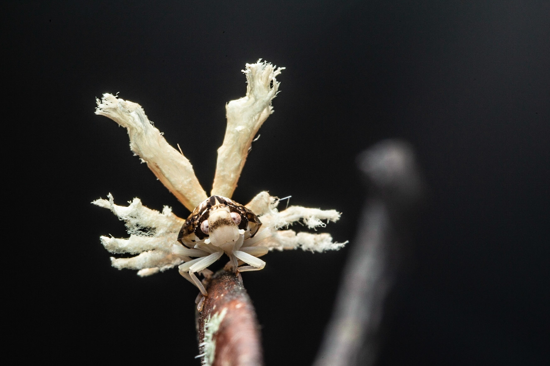 Flacid Plant Hopper nymph