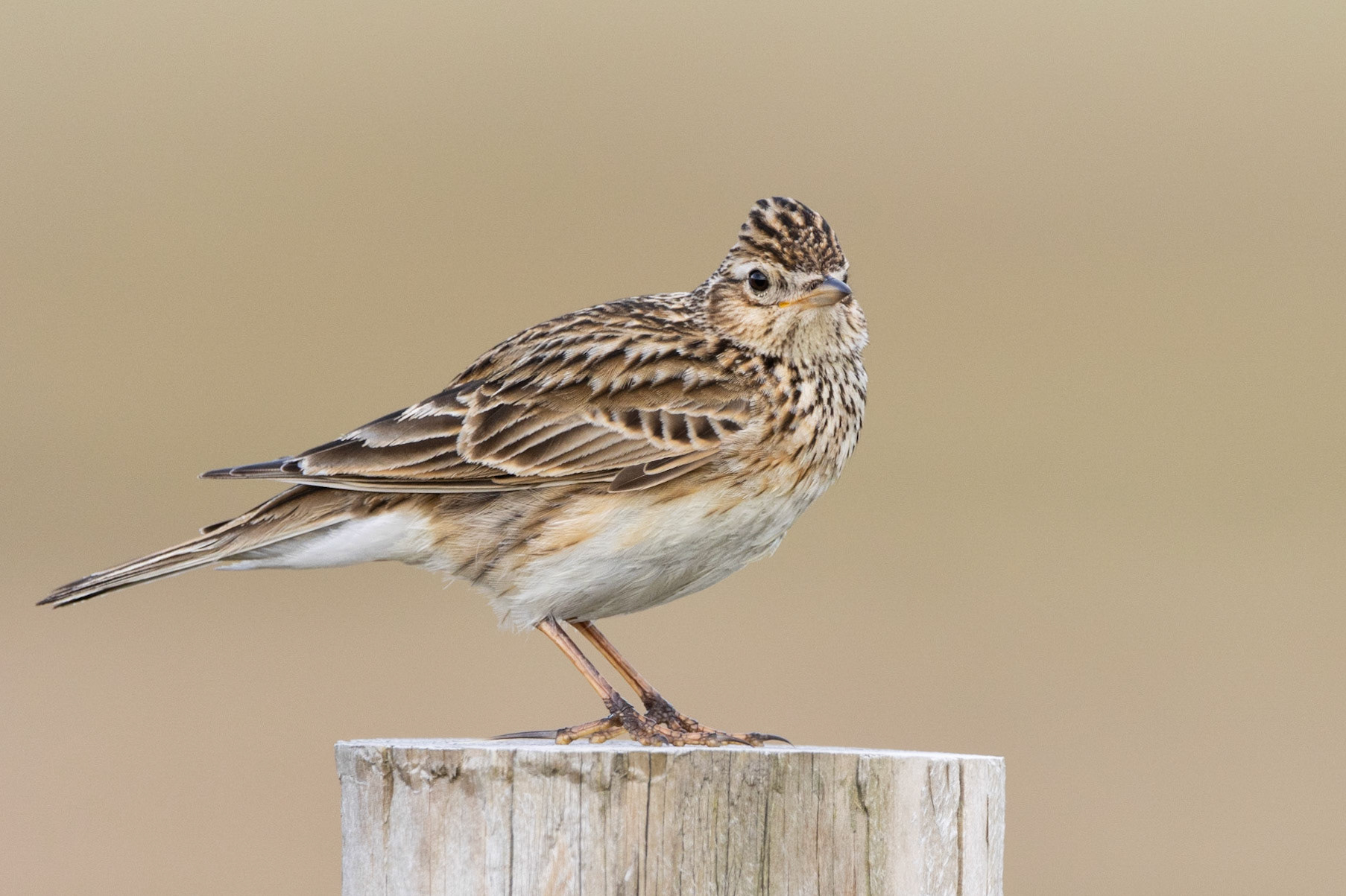 Twite ( Linaria flavirostris)