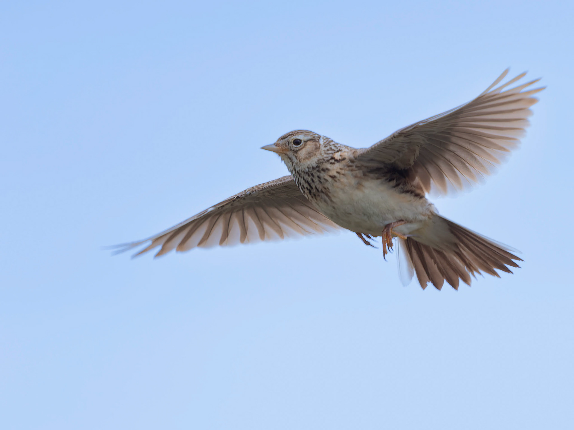 Skylark