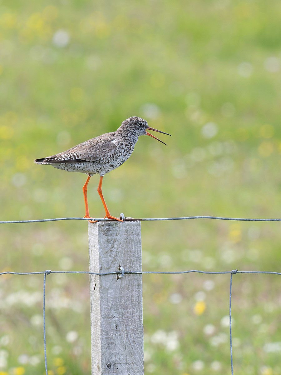 Redshank