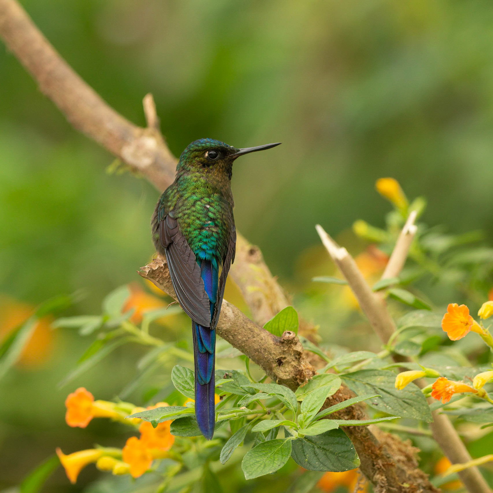 Female long tailed Sylth