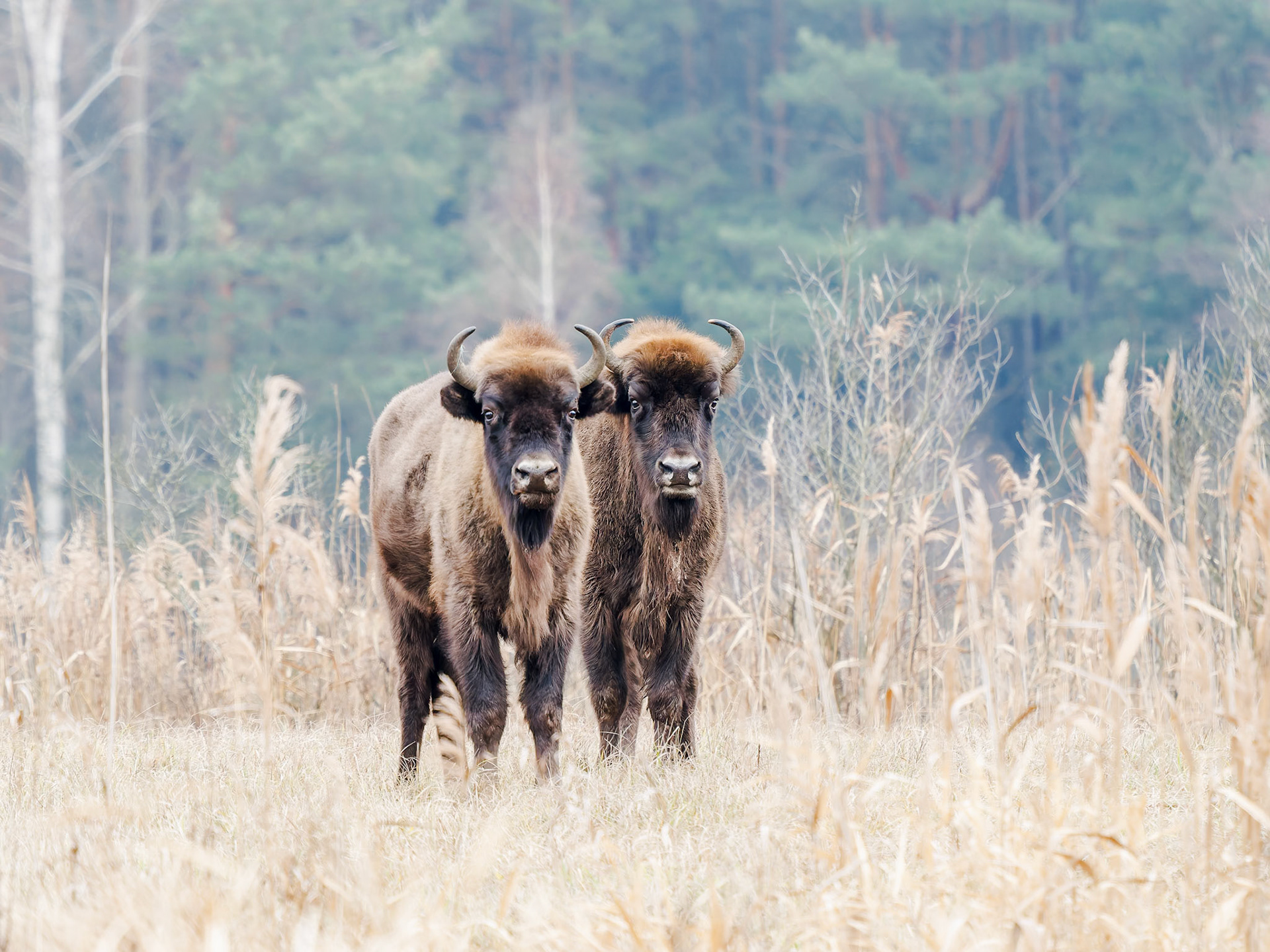 Female European Bison