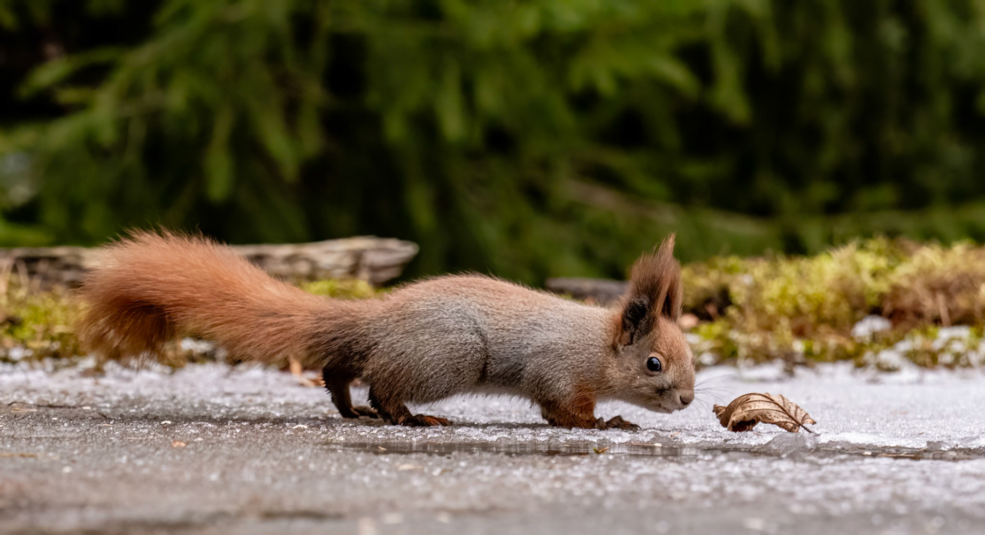 Red Squirrel inspects leaf