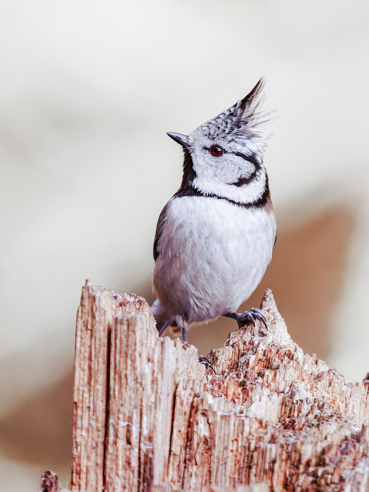 Crested Tit