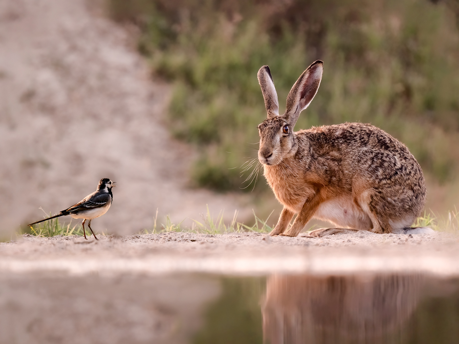 Hare and Wagtail