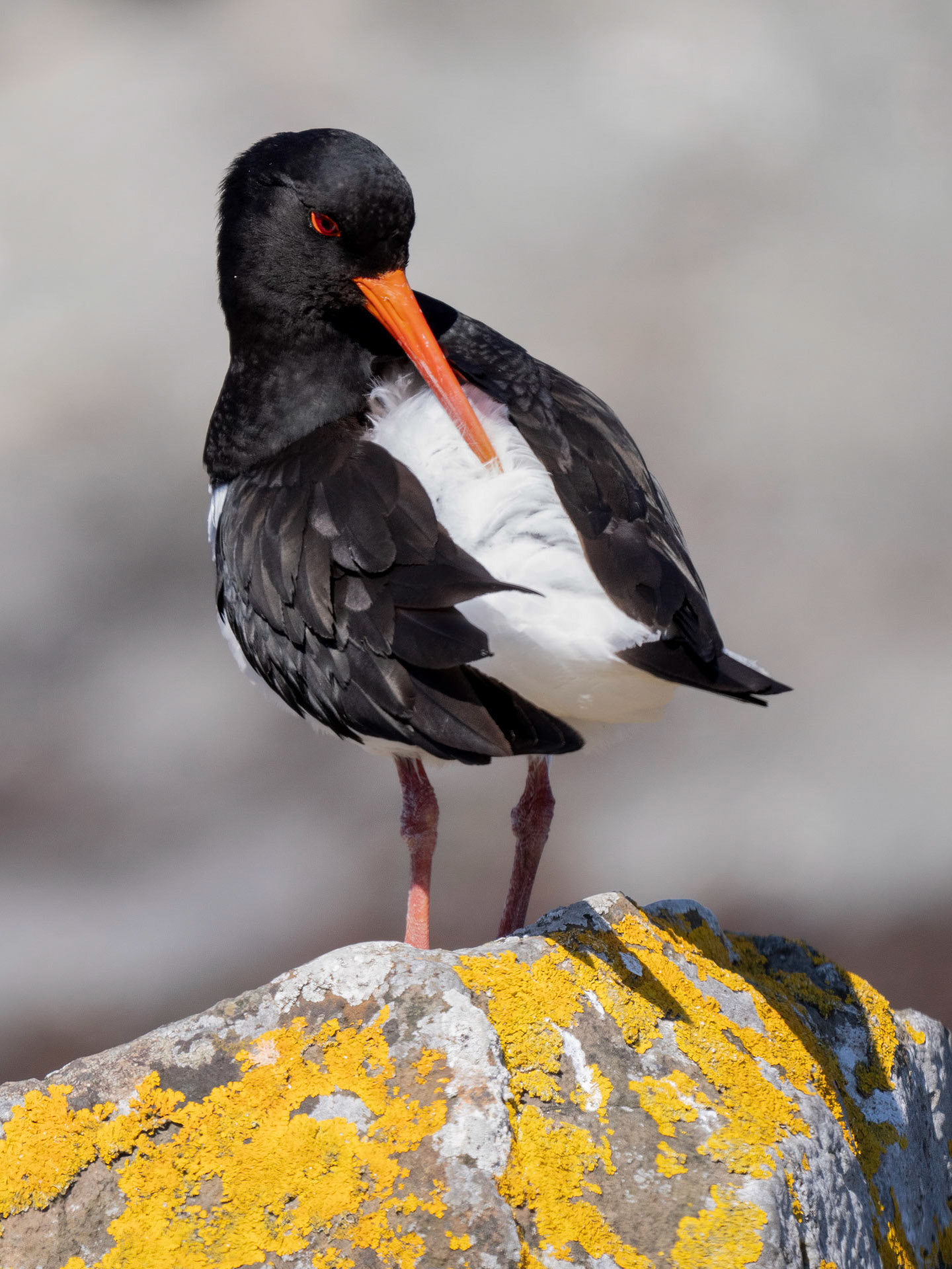 Oystercatcher - Haematopus ostralegus