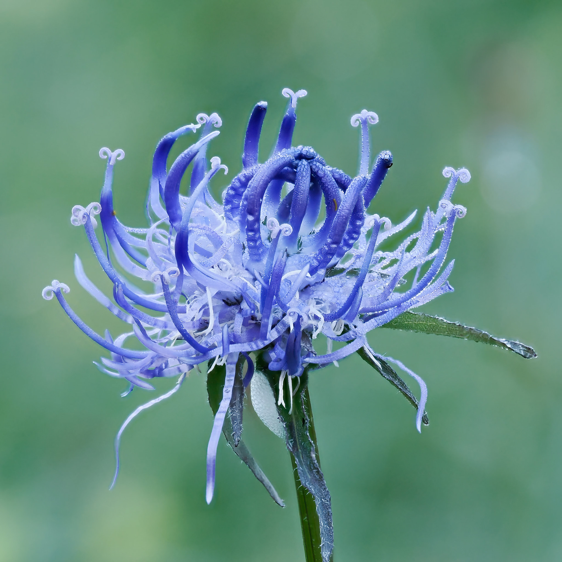 Round Headed Rampion
