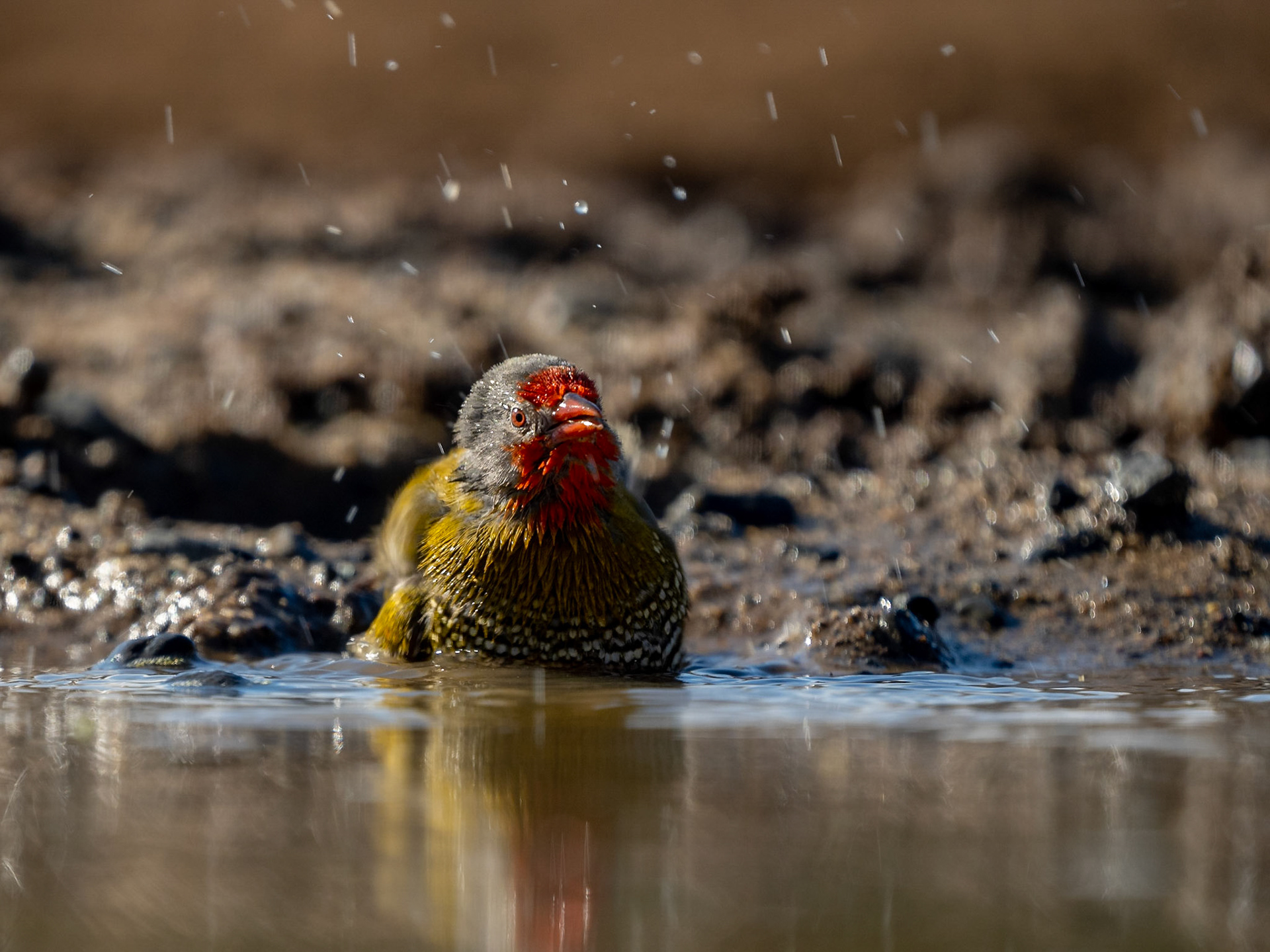 Green winged Pytilia