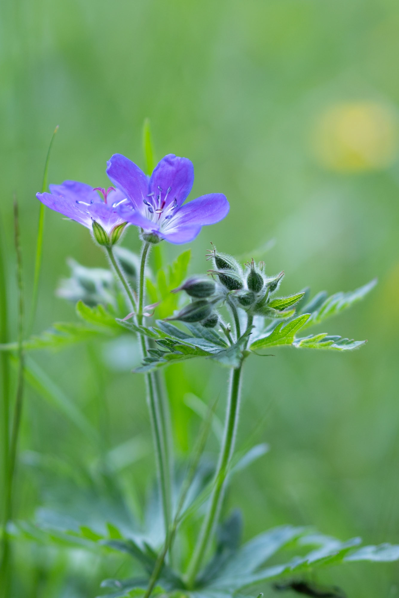 Wood Crane's-bill