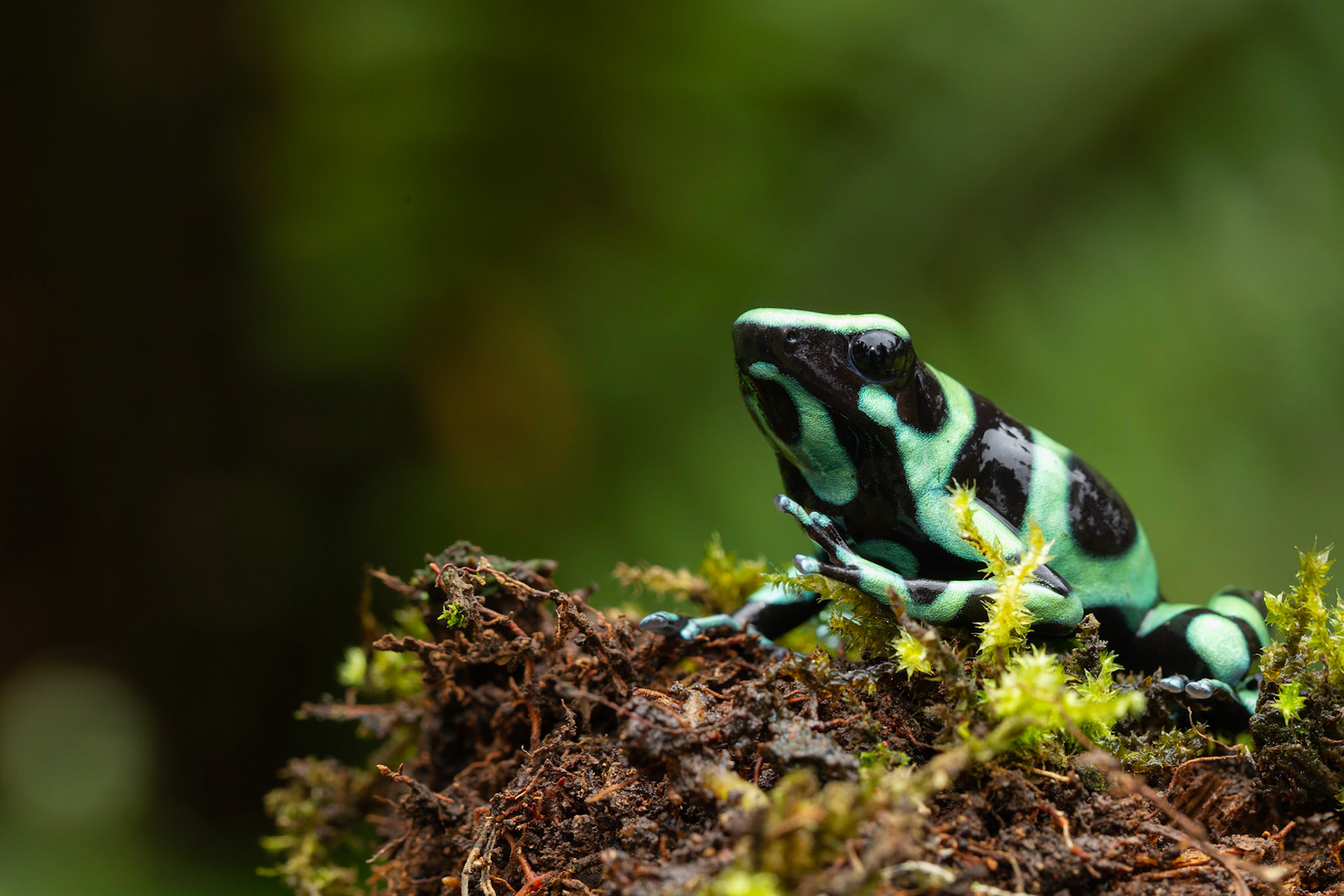 Green and Black Poison Dart Frog (Dendrobates auratus)
