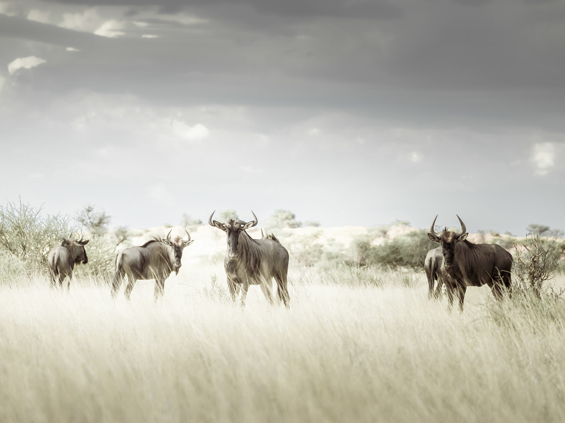 Wildebeest