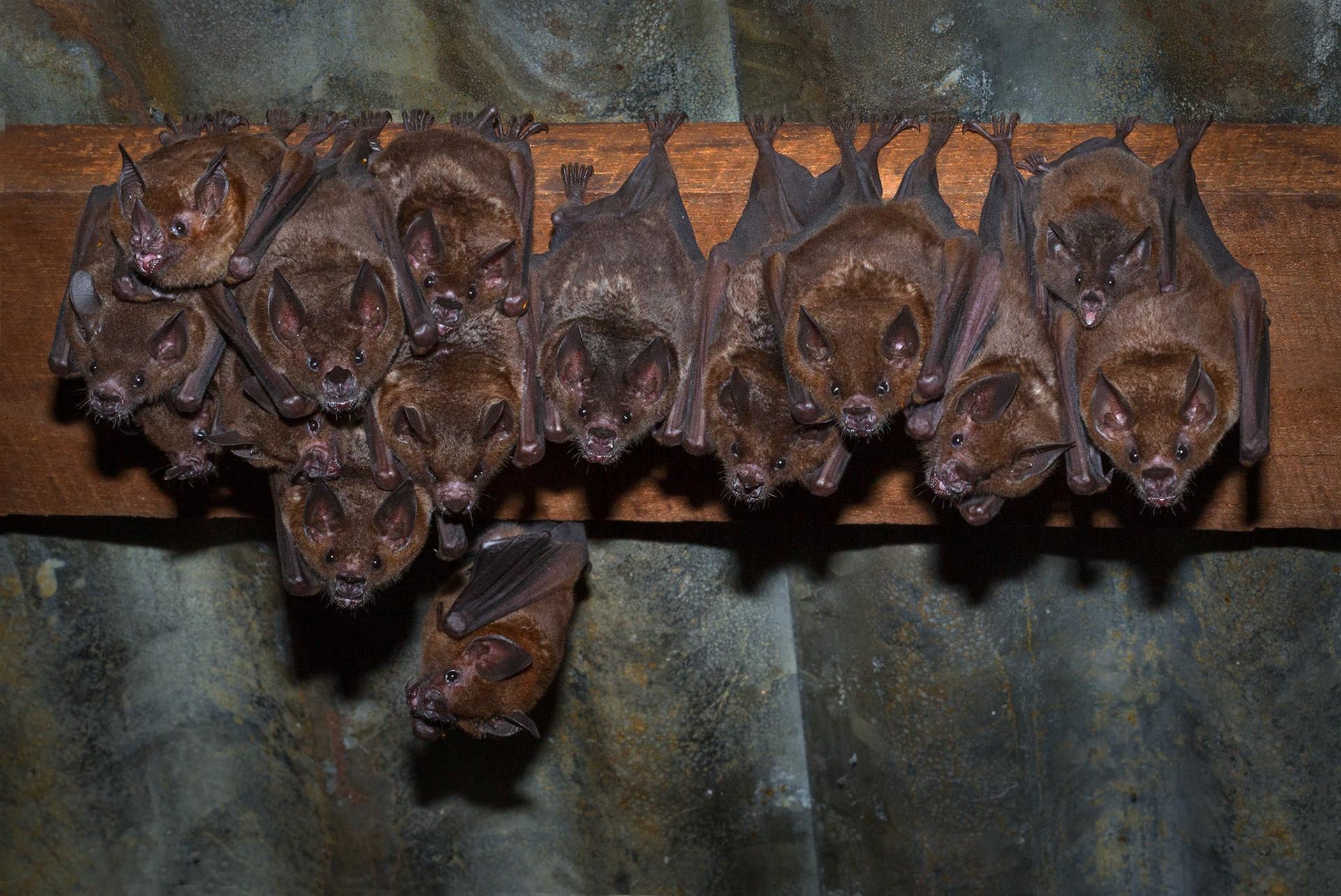 Bats