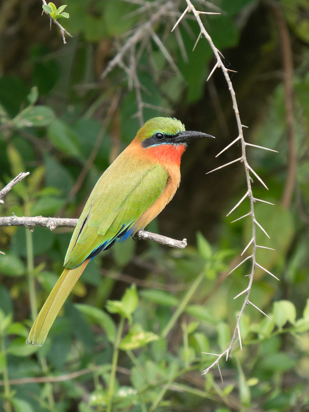 Red -throated Bee-eater