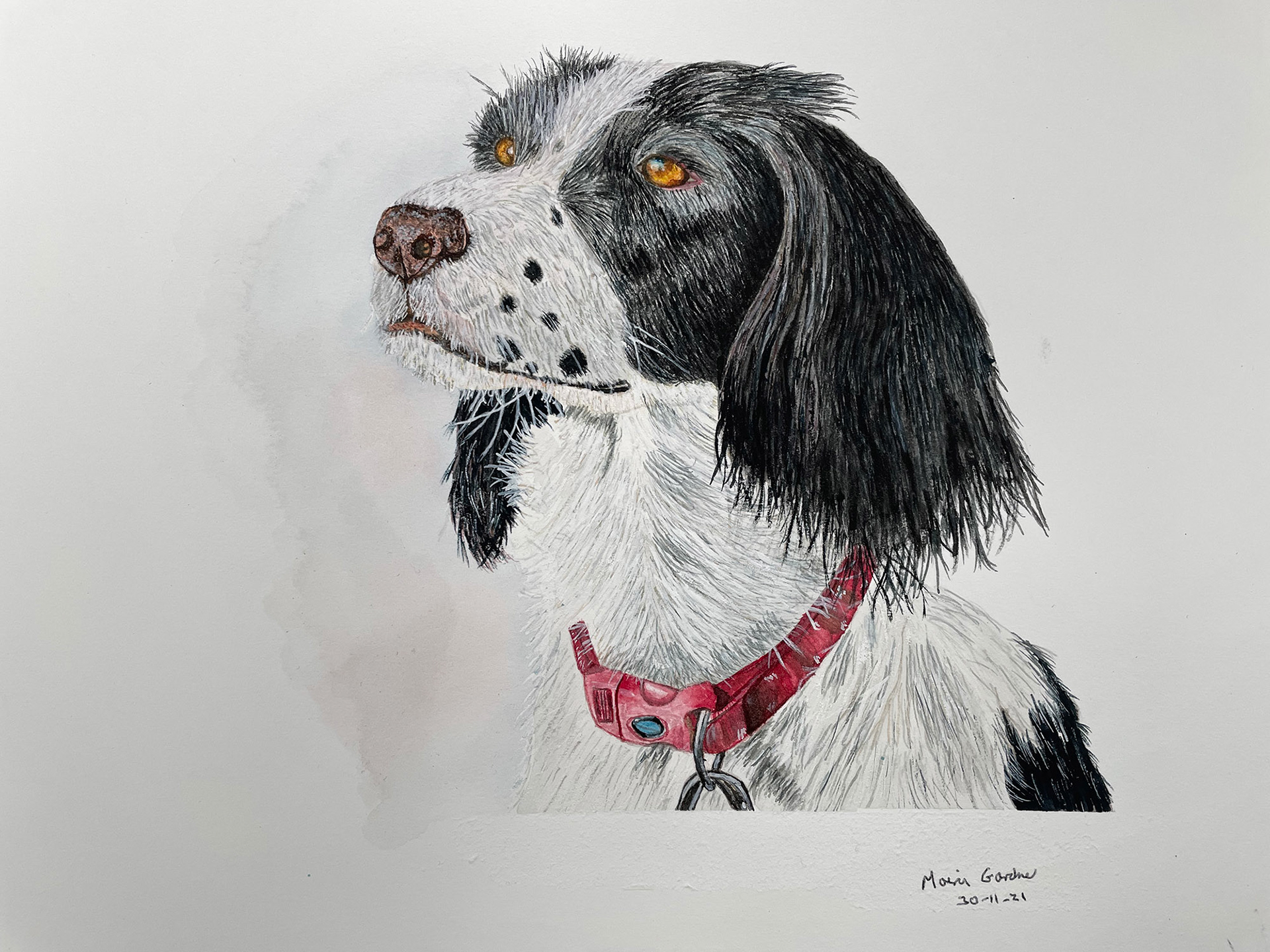 Spaniel
