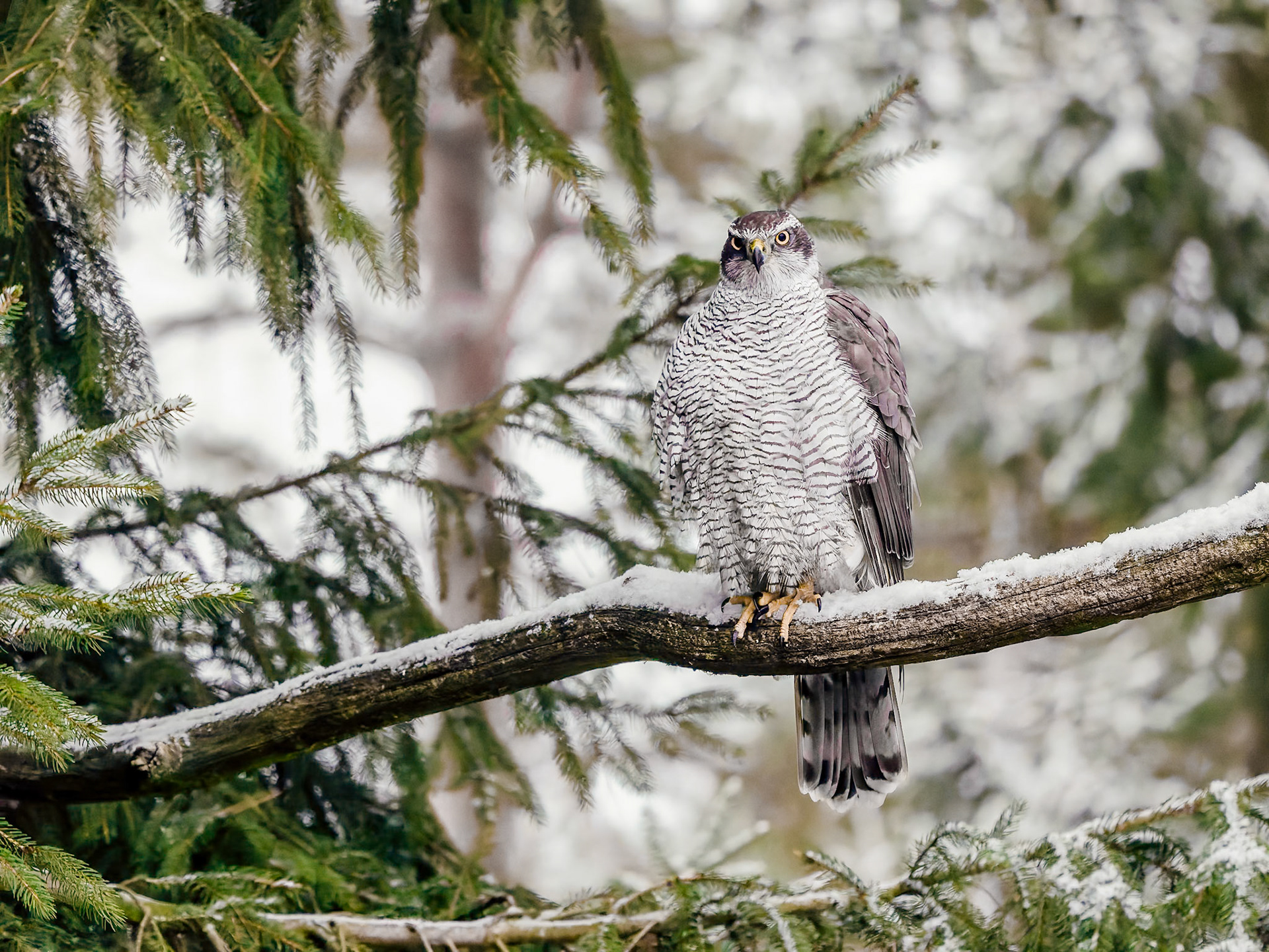 Goshawk in the snow