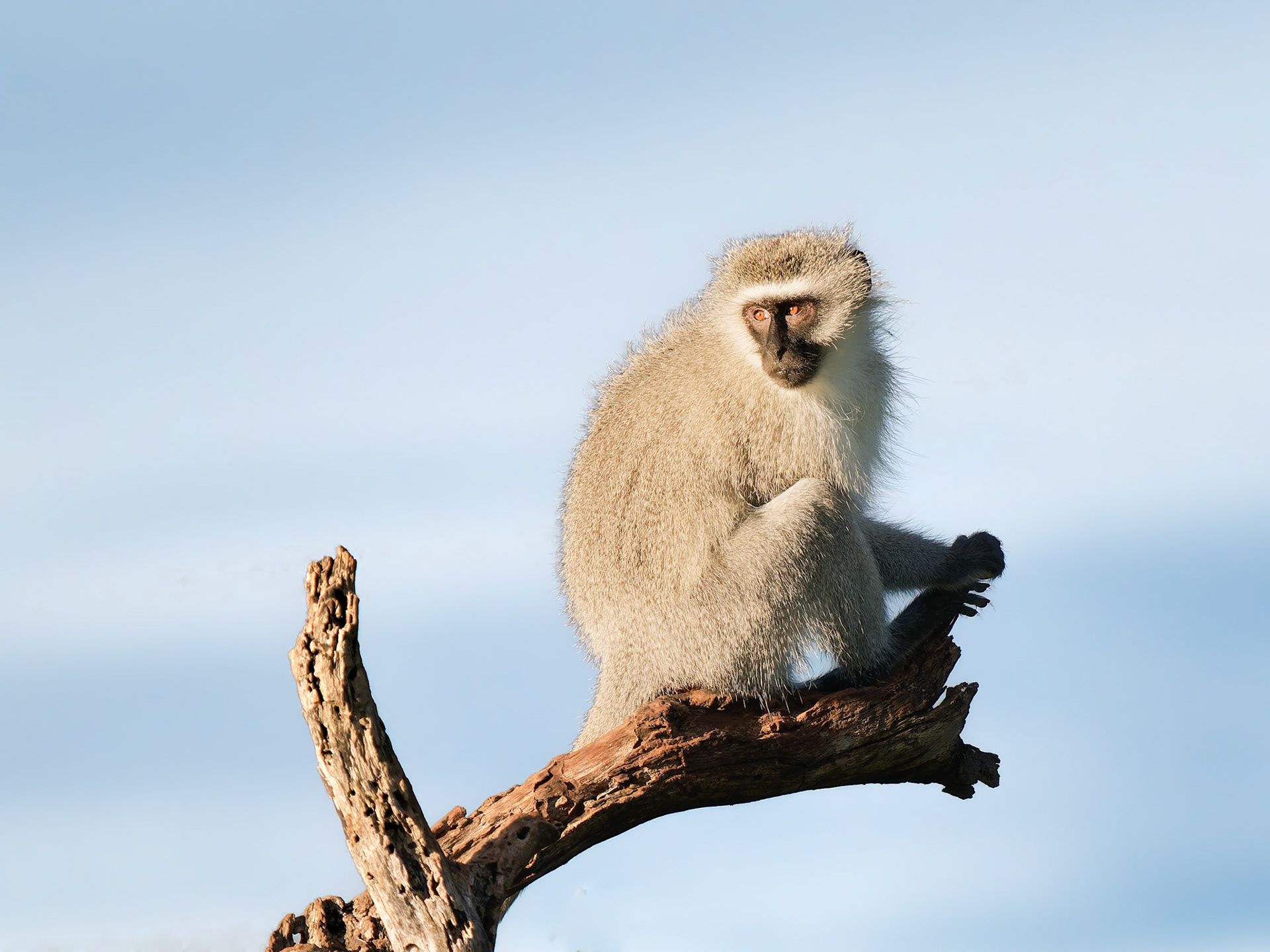 Vervet Monkey