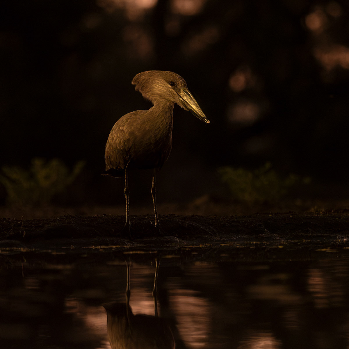 Hammerkop at sunrise