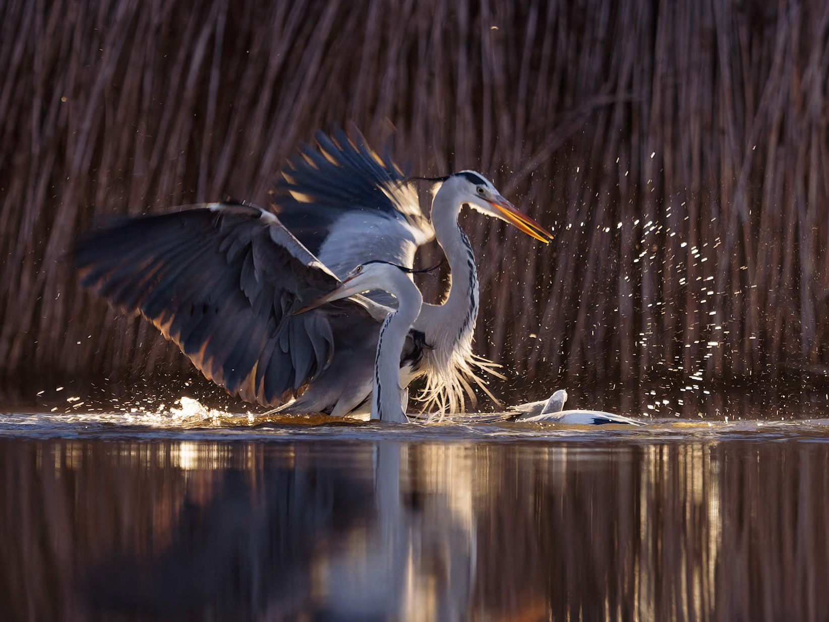 Fighting Herons