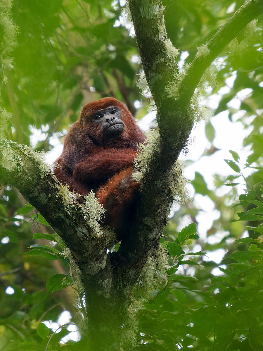 Colombia Red Howler Monkey