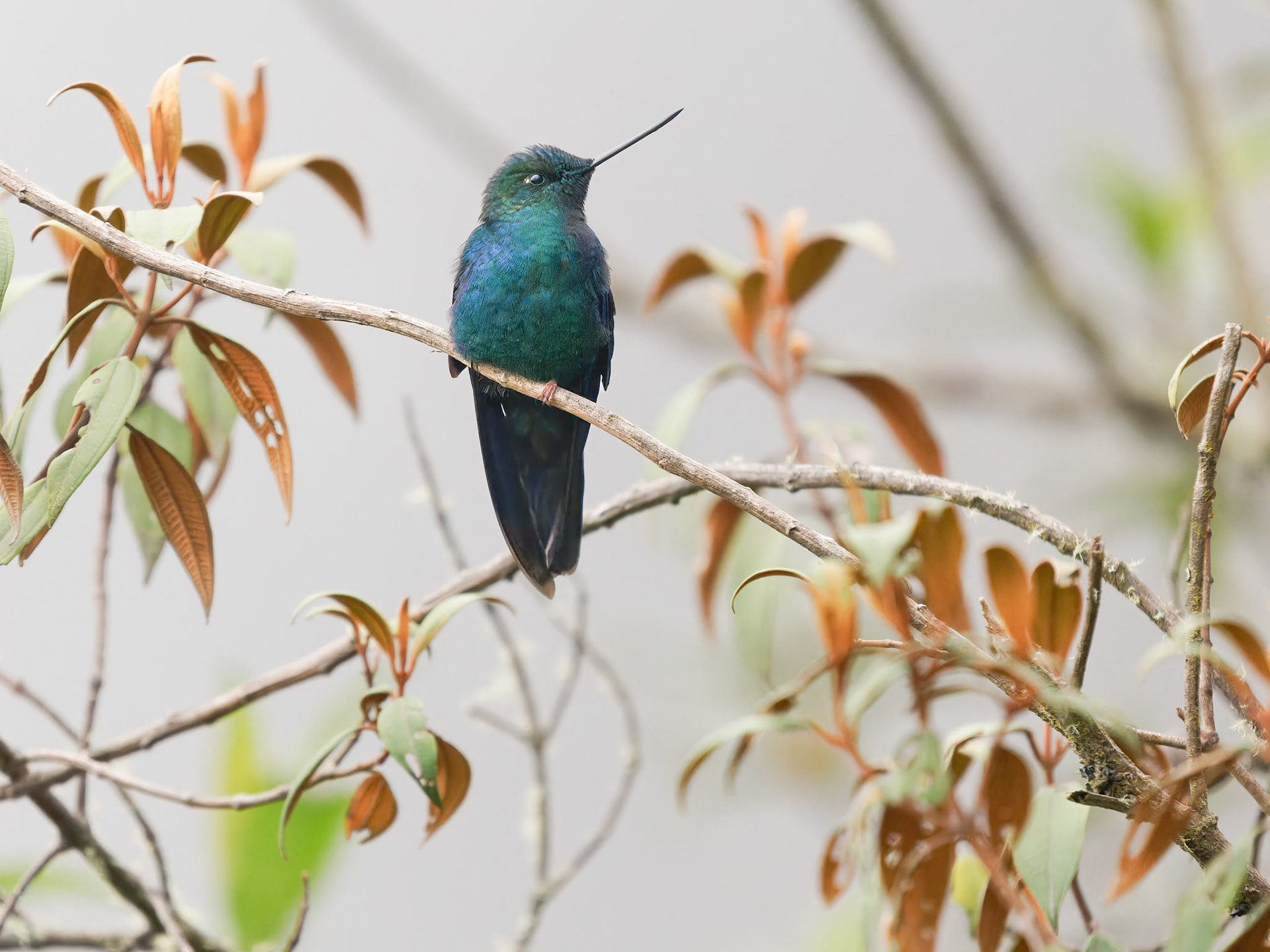 Great Sapphirewing Hummingbird