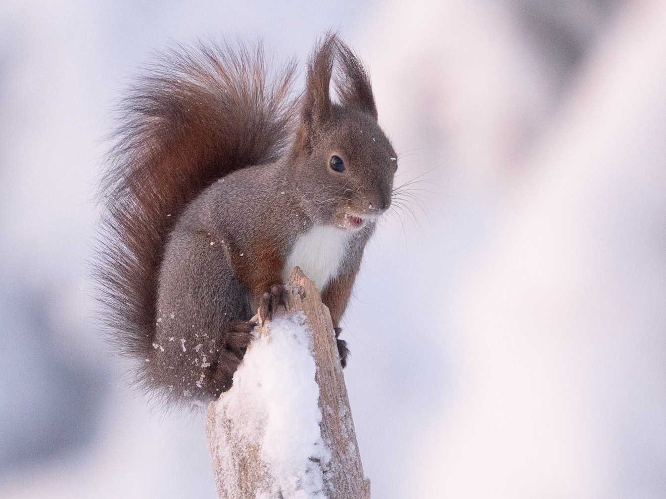 Red Squirrel