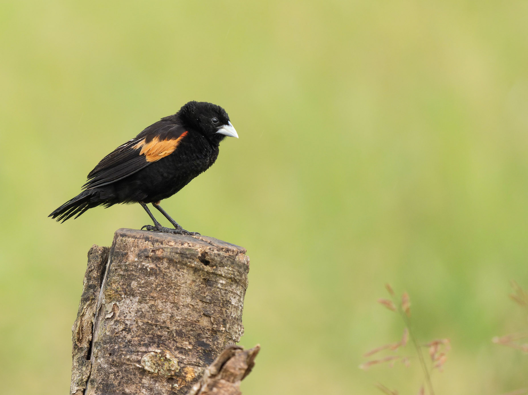 Male, Fan-tailed Widowbird