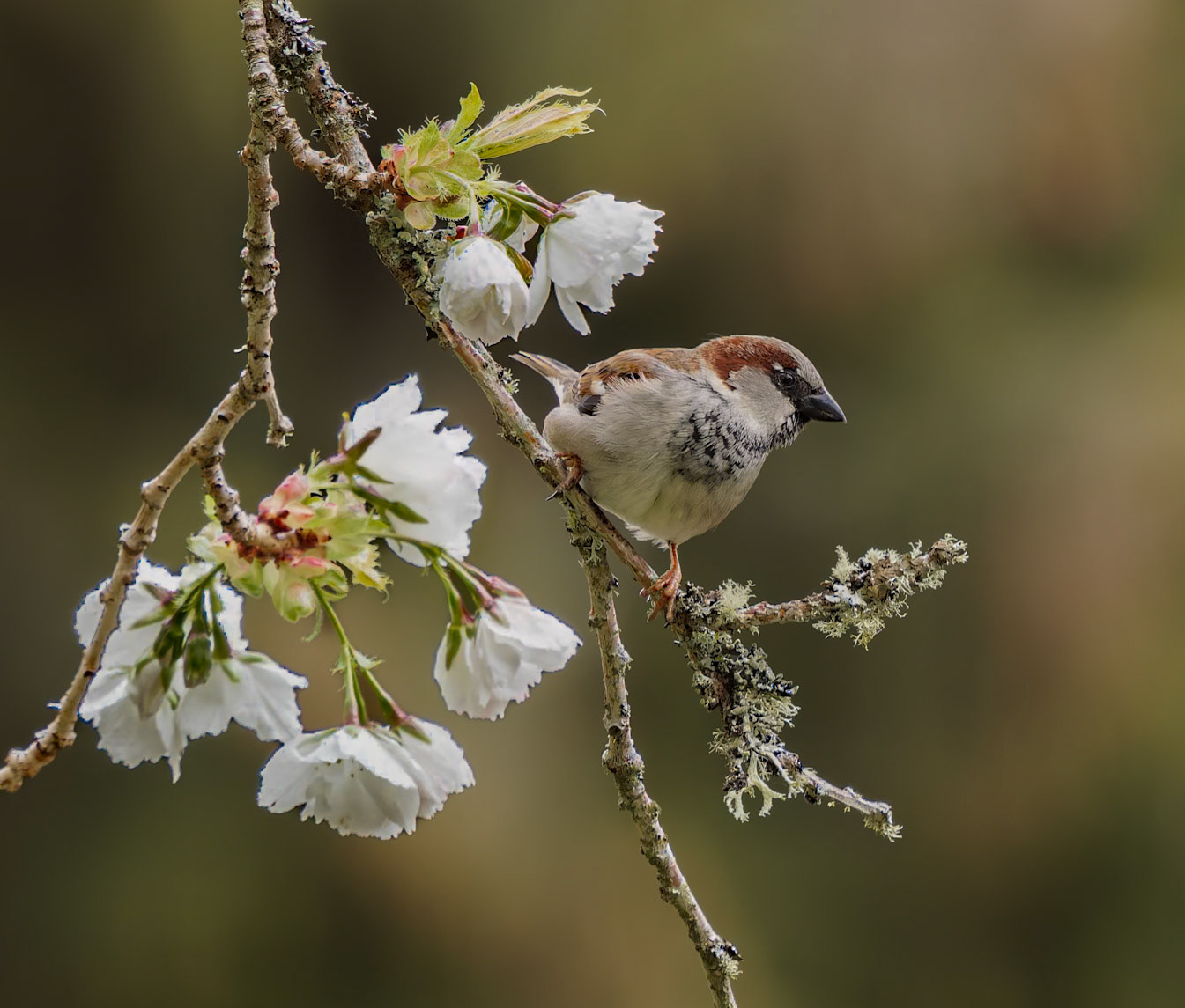Male House Sparrow