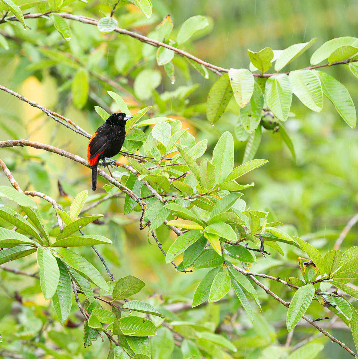 Passerini's Tanager