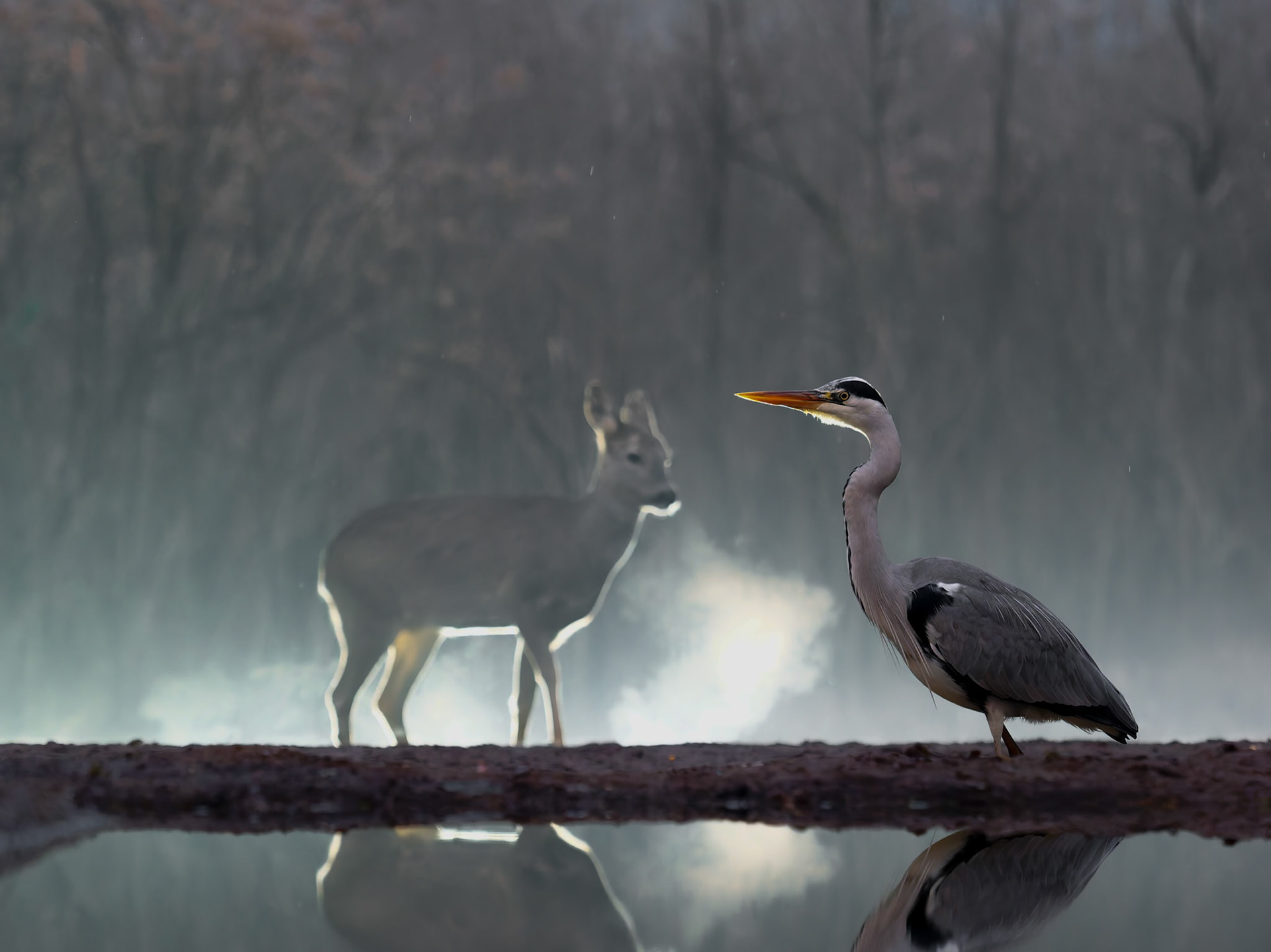 Grey Heron and Row Deer