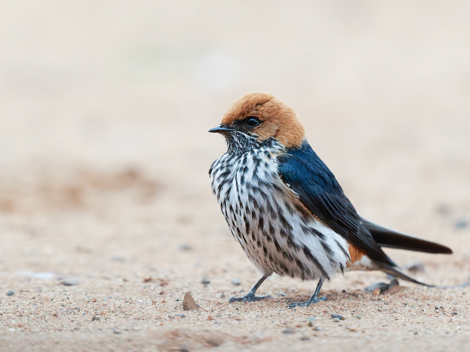 Lesser striped Swallow