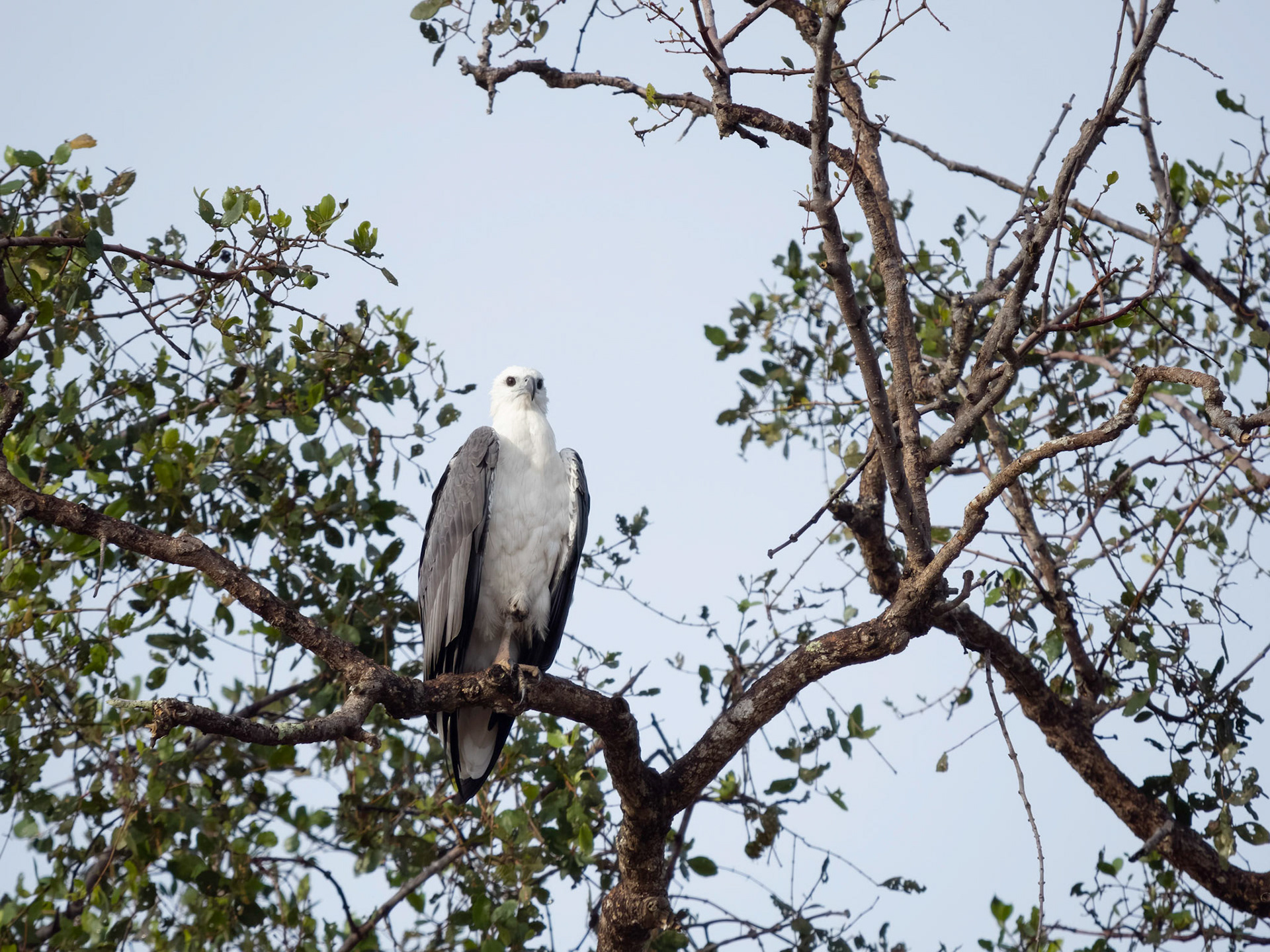 White Bellied Sea Eagle