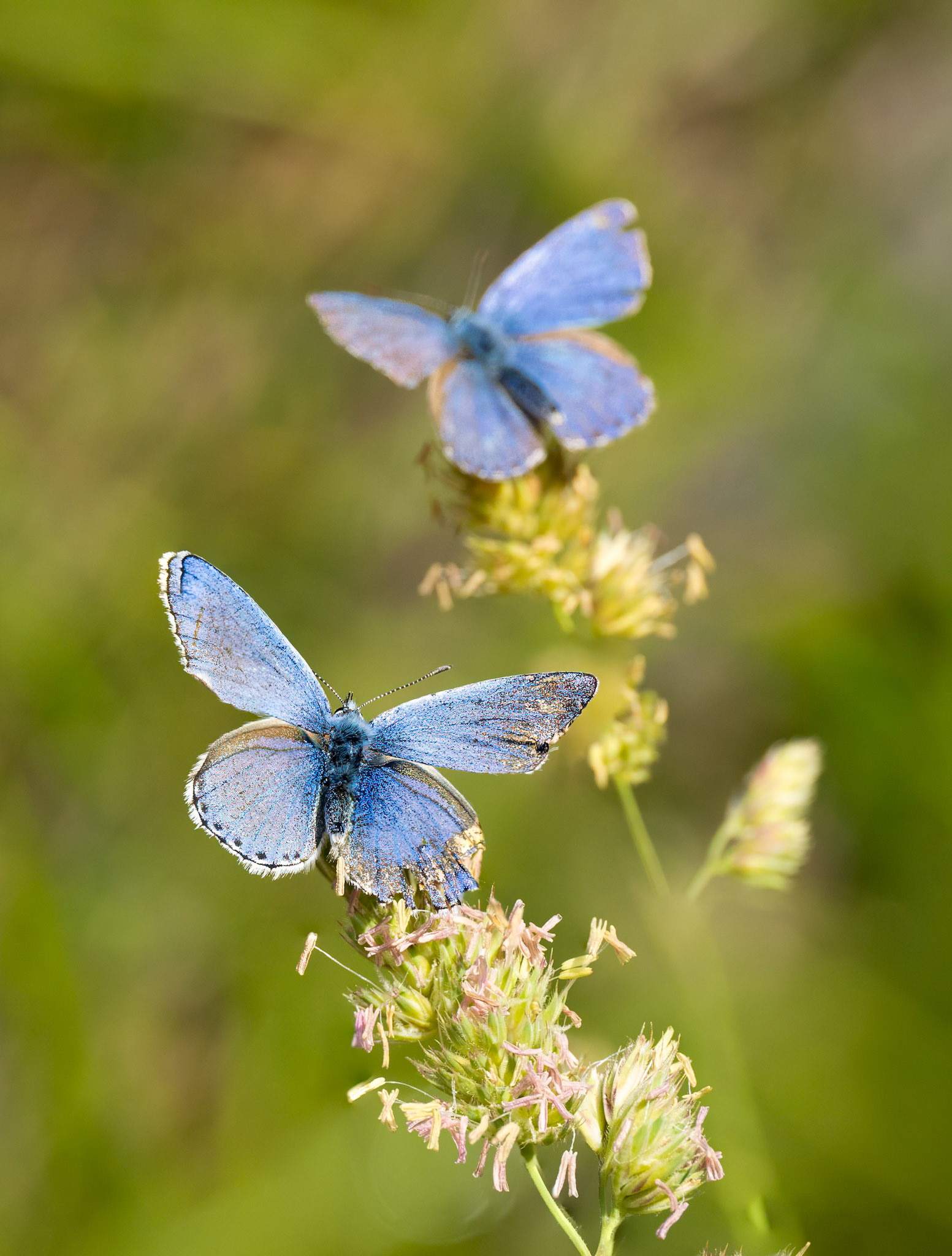 Common  Blue Butterfly ?