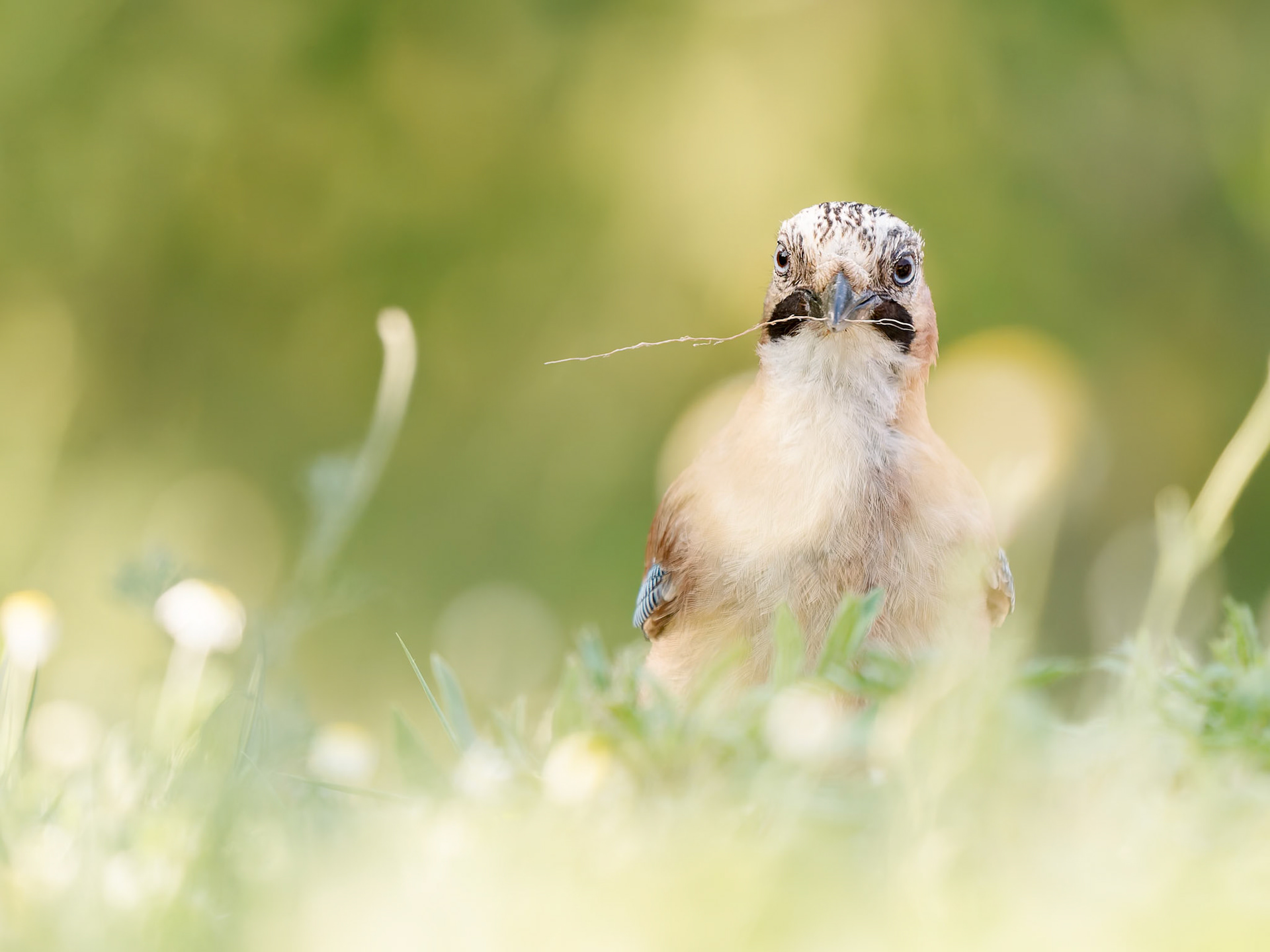 Jay collecting nesting material