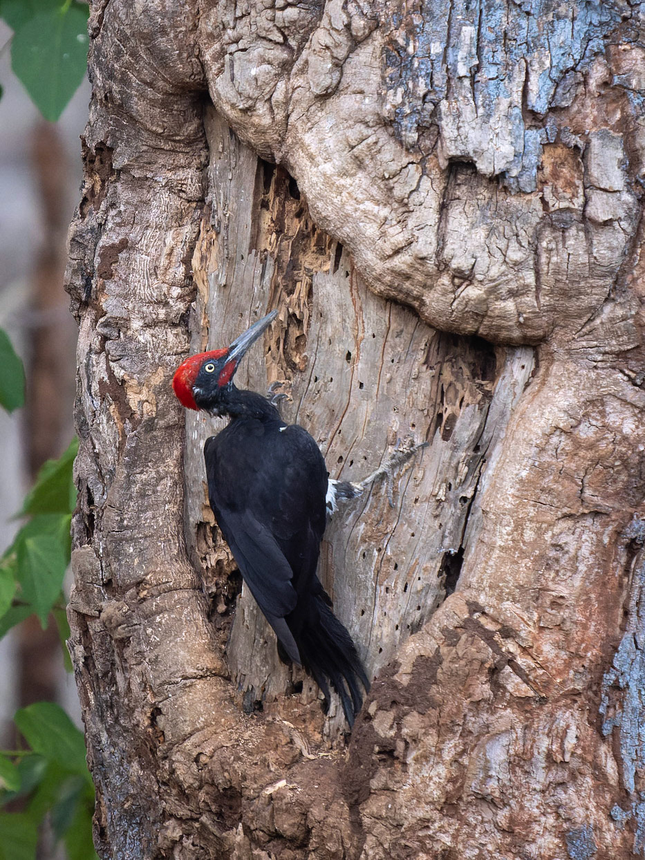 White-bellied Woodpecker
