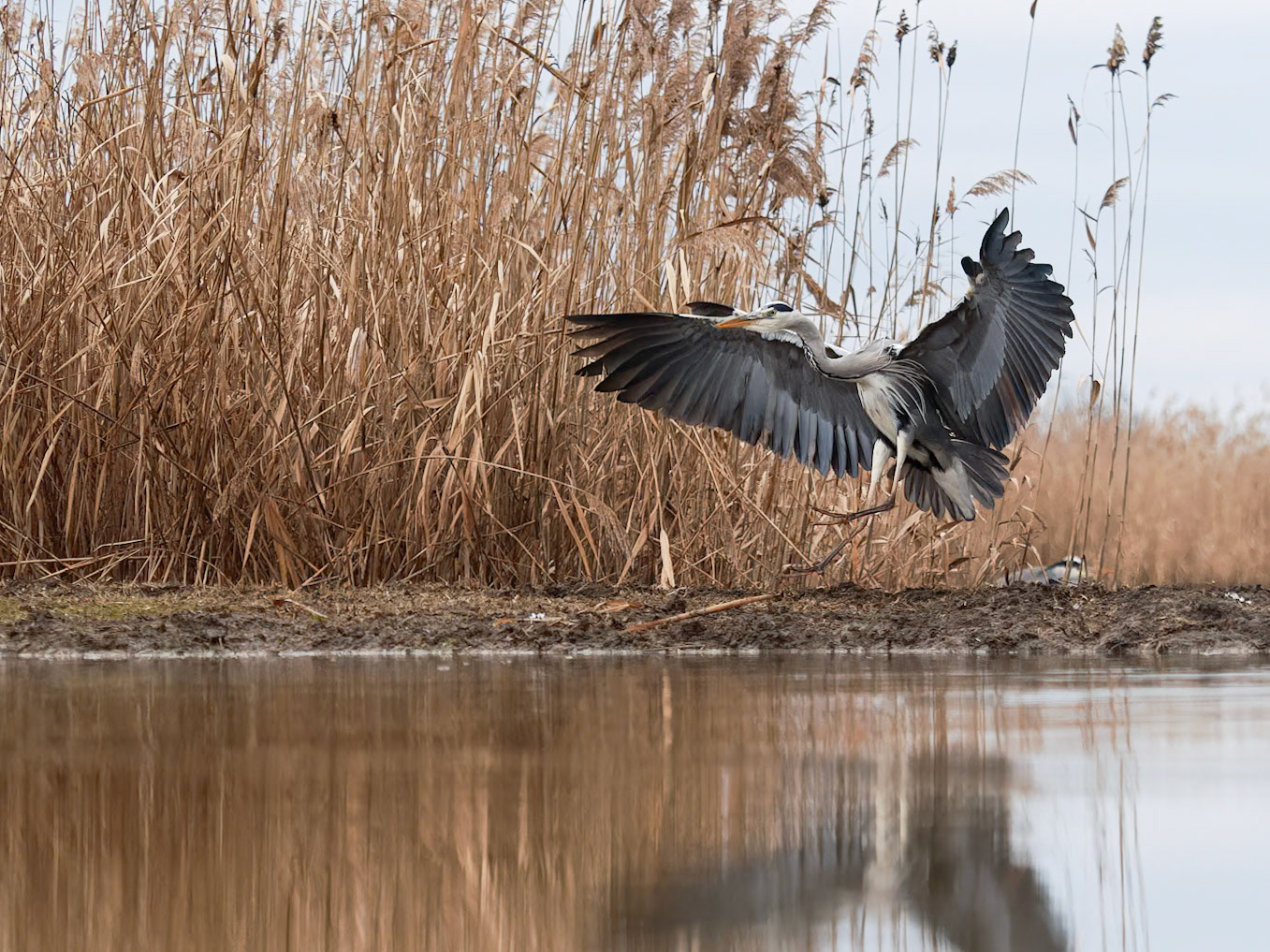 Grey Heron landing