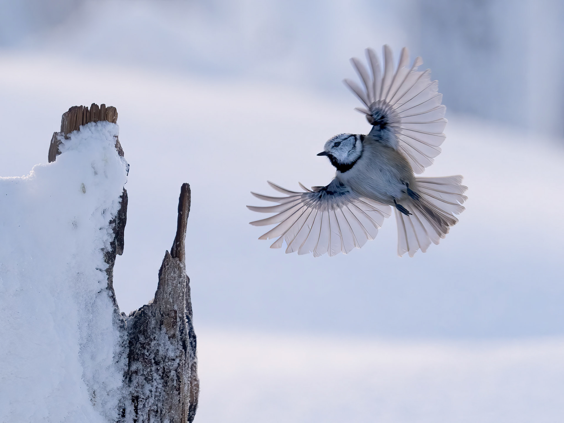Crested Tit
