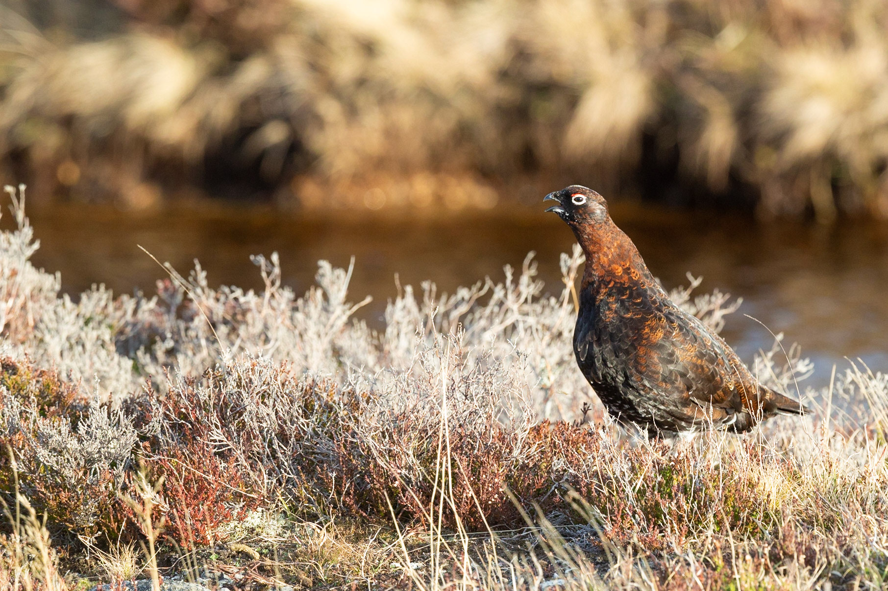 Red Grouse (Lagopus lagopus scotica)